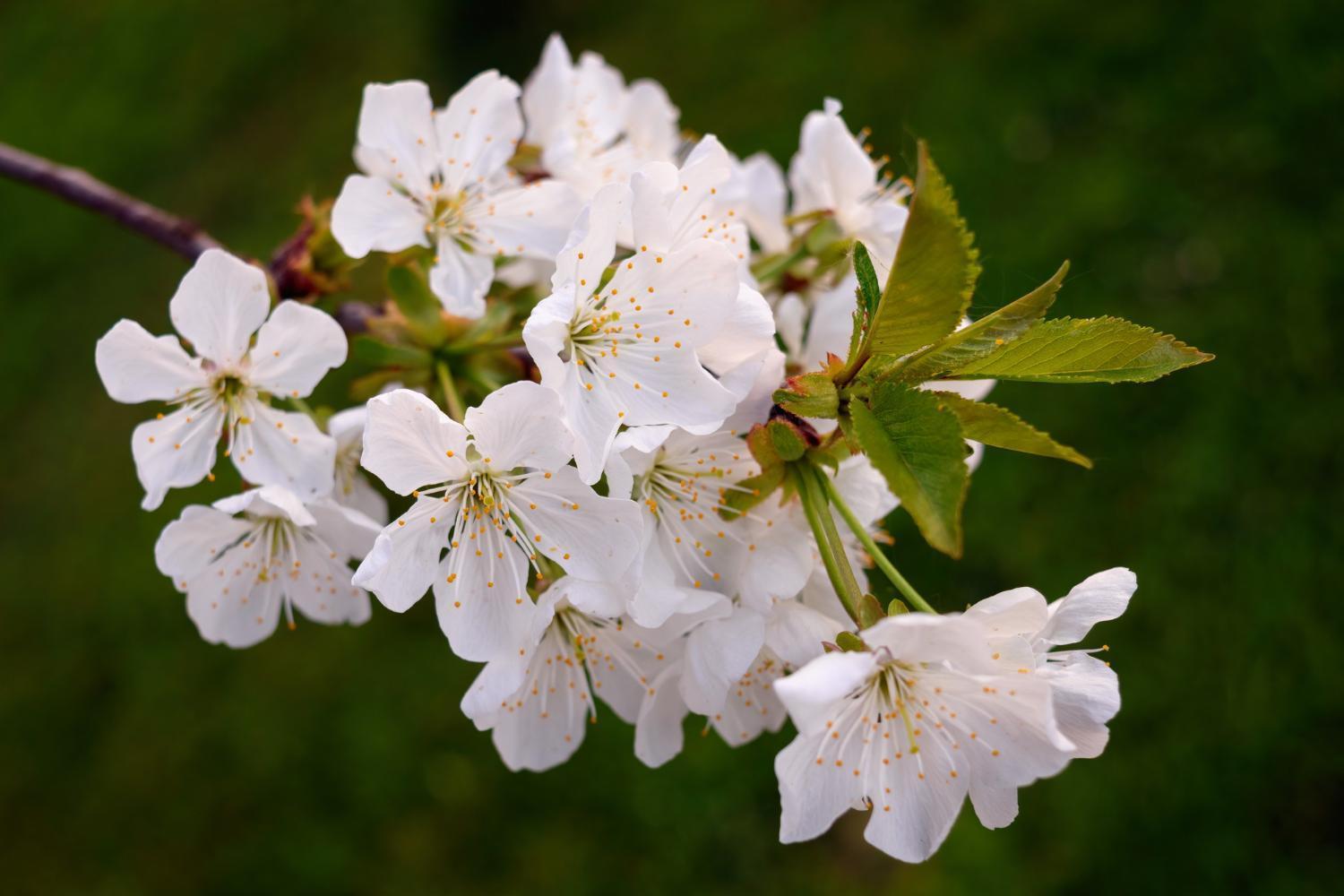 Room In Guest Room - Double Room Apple Blossom Schuttertal Экстерьер фото